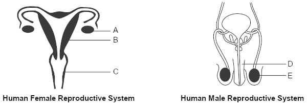 Human Reproduction Parts And Functions Primary 5 Science Geniebook 